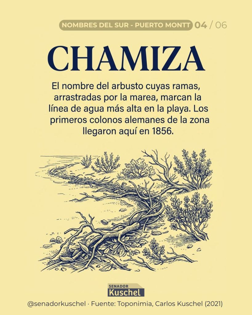 Lámina 04 de la serie Nombres del sur — Puerto Montt: CHAMIZA, el nombre del arbusto cuyas ramas, arrastradas por la marea, marcan la línea de agua más alta en la playa. Grabado de ramas varadas en la arena junto a la orilla.